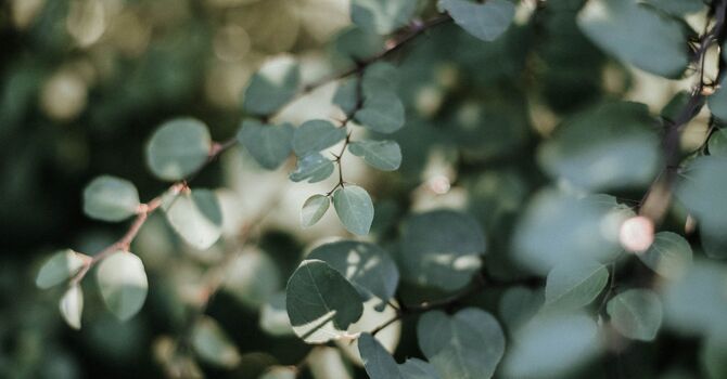 Imaging Interpretation