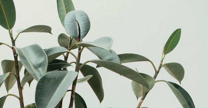 For Chiropractic Clinics